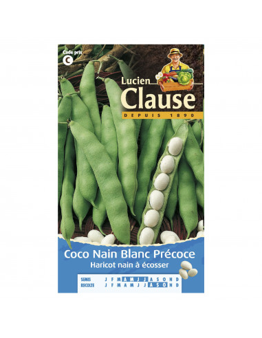 VILMORIN-CLAUSE Haricot coco blc precoce