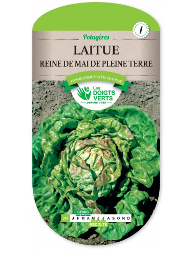 LES DOIGTS VERTS Laitue Reine de Mai de Pleine Terre