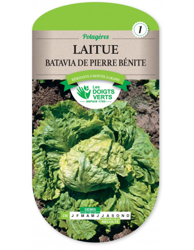 LES DOIGTS VERTS Laitue Batavia de Pierre Bénite