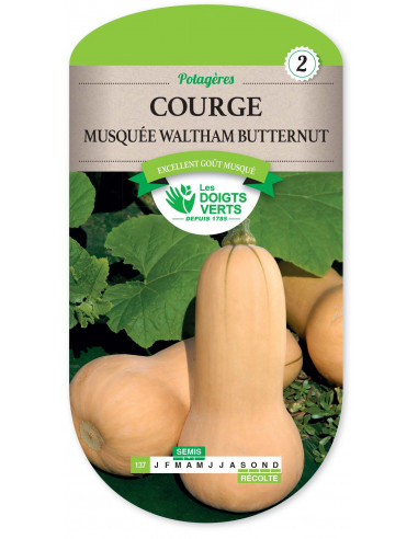 LES DOIGTS VERTS Courge Musquée Waltham Butternut