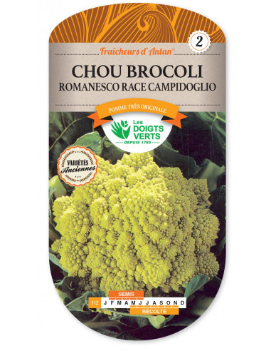 LES DOIGTS VERTS Chou Brocoli Romanesco - Race Campidoglio