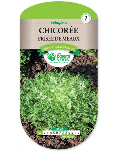 LES DOIGTS VERTS Chicorée Frisée de Meaux