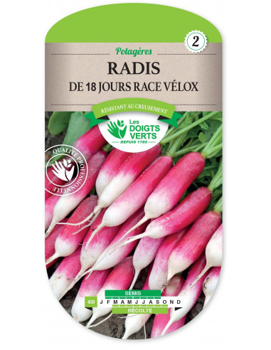 LES DOIGTS VERTS Radis de 18 Jours Race Vélox