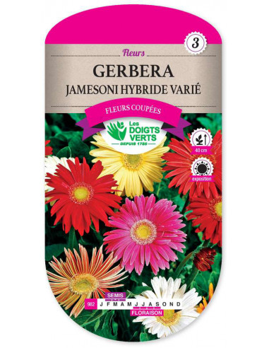 LES DOIGTS VERTS Gerbera Jamesoni Hybride Varié